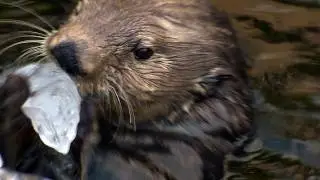 Sea Otter vs. Ice