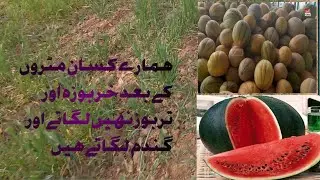 Hamare kisan mattron k bad kharbooza or tarbooz again na k gandam