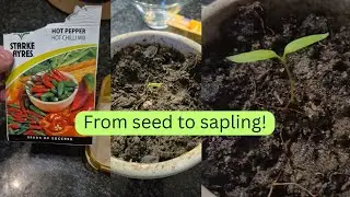 Part 1 & 2 Of Growing a Hot Chili plant from Seed to Sapling!