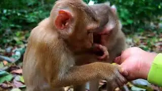 Everything About Monkey Luna Family Today Dec 21 2025