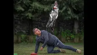 Ejemplares caninos mexicanos en competencia internacional son alimentados con nuestra dieta  barf