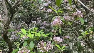 Kalmia latifolia - Mt Laurel - Eva Monheim 2025 05 20 #garden #kalmia #shrubs #evergreen