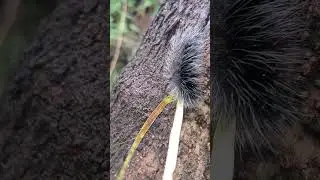 #insects #catterpillar #harmfull #toxic #animallovers