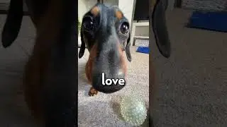 Wiener Dog Song #dog #wienerdog