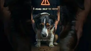 &ldquo;Dog Lovers ❤️ ये गलती मत करना&hellip; ⚠️वरना पछताना पड़ेगा 😢🐶&rdquo;#viral#dogsfacts