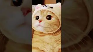 #котики#tiktok #тикток #2024