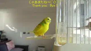 出て来てケロケロして直ぐ帰るセキセイインコ、チャッピー　Chappy the budgie comes out, chews over, and immediately goes back