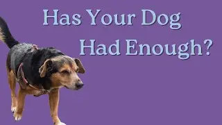Key Signs Your Dog Has Had Enough: Quality of Life Assessment