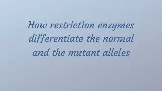 How restriction enzymes differentiate normal and mutant alleles