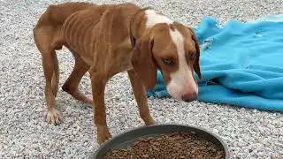 No Other Dogs Want the New Hunting Dog in Their Area Because He&rsquo;s So Weak! - Takis Shelter