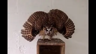 Striped Owl (Asio clamator)