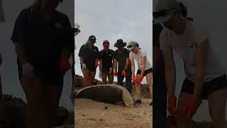Turtle rescue #shorts