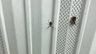 Hyper-Spider: A bouncing Argiope