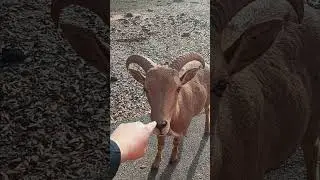 A daily boop! #aoudad #boop #animals #barbary #sheep #wildanimalsafari