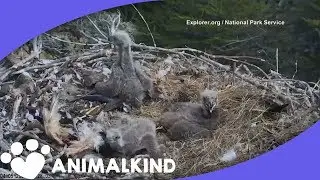 Eagle dad tries to get a hang of parenting