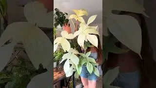 Watering moss poles just got easier ✨ #houseplants #plantcare #plantcommunity