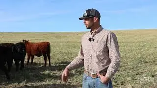 Raising Cattle on Green Grass &ndash; Balancing Energy, Protein & Minerals (Living Ground)