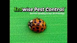 Ecowise Pest Control NYC