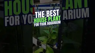 ЛУЧШЕЕ комнатное растение для вашего аквариума | Pothos in Aquarium