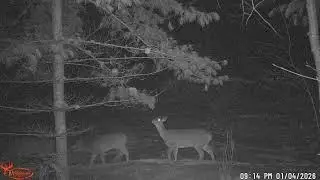 Michigan Deer Family