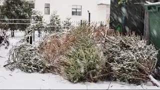 Verify | How to toss out your tree