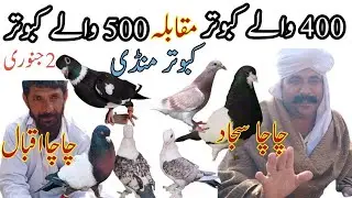 Kabootar Mandi pull Qamber Chacha sajjad Vs Chacha iqbal 500 wlay kabootar Sasti Tareen Mandi