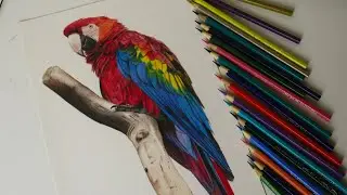 Desenhando uma Arara vermelha