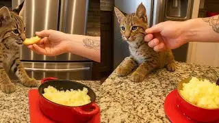 Tiny Bobcat Defies Fate: Spud&rsquo;s Heartwarming Rescue Journey #bobcat