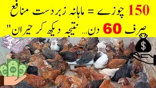 150 Chicks Complete Profit Calculation | Feed Expense, Egg Sale & Monthly Income Explained