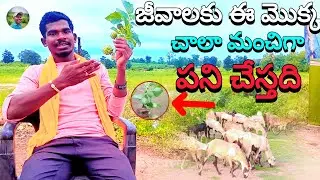 How to sheep health care video's in Telugu animals 