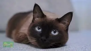What Siamese Cats Teach Us: Spiritual Meanings Behind Their Behavior | Divine Designs
