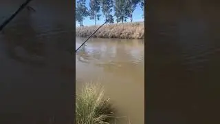 My PB Murray COD on chicken