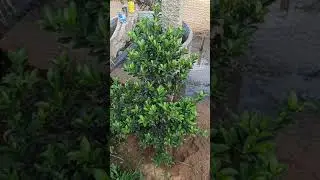my garden all tree 🌴 available