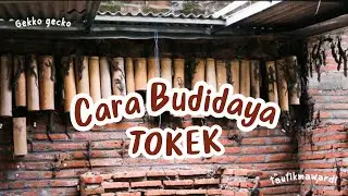 Cara Budidaya Tokek
