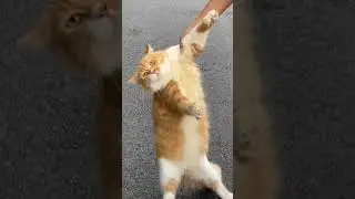 Cute baby animals Videos Compilation Cute moments of the Animals - #cute #dog #viral #animal