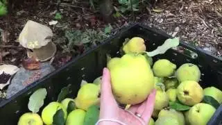 Quince Harvest 2016