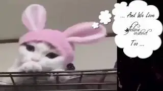 Feline Instinct