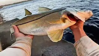 2025 Best Inshore Fishing Snook Redfish and More