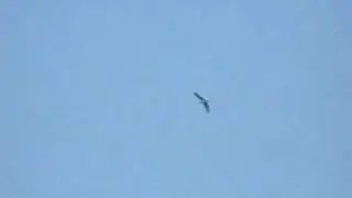 Honey Buzzard at Gander Down