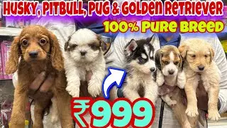 Cheapest Dogs Market In Delhi NCR | Bulldog, Husky, Labra, Beagle, Pug | Dog in 999Rs | Puppy World