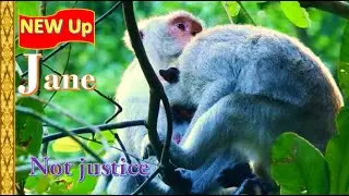 Today Jane ! Tarzana Get Milk Before Jane monkey Give Baby Birth