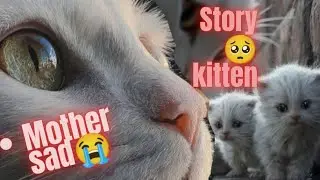 🥺🐱A White Cat&rsquo;s Fight to Save His Kittens | A Real City Survival Story