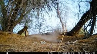 Coyote Corner
