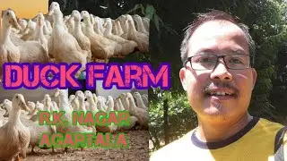How to Start Duck Farm for beginners #Duck Farm R.K. Nagar, Agartala @rojongdigital#sujitdebbarma