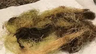 Corn Silk Tea