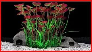 QUMY Large Aquarium Plants Artificial Plastic Fish Tank Plants Decoration Ornament for Fish