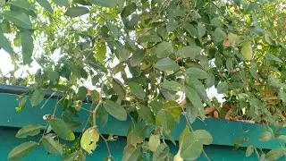 Atalantia monophylla DC | ក្រូចព្រៃ អត្ថប្រយោជន៍ជាឱសថ