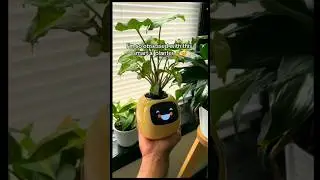 Smart ai Planter 🥰 #flowerpot #plants #flowers #garden #pots #relaxing #diy #girlfriends #giftideas