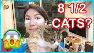 Cat Mom Life Explained