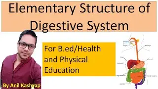 Digestive System for B.ed |Health and Physical Education| By Anil Kashyap